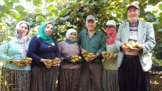 'Burada kivi yetişmez' diyenlere aldırmadı, şimdi Ukrayna'ya ihraç ediyor