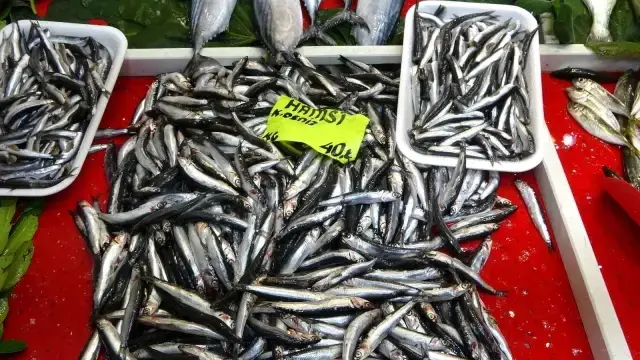 Denizlerin prensi lüfer bollaştı, fiyatı 140 liradan 100 liraya düştü