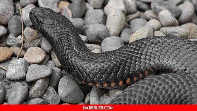 Rüyada yılan görmek ne anlama gelir? Rüyada siyah, sarı, yeşil ve beyaz yılan görmek ne anlama gelir? Rüyada yılan görmek diyanete göre ne demektir?