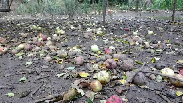 Görenler içi acıyor! Pahalılığın hat safhada olduğu şu dönemde tonlraca meyve çürümeye terk ediliyor