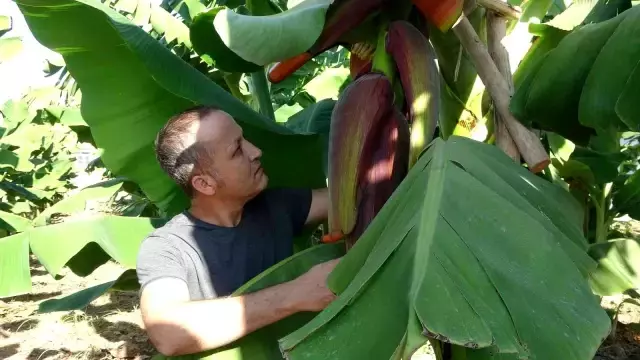 6 yeni muz çeşidi geliştirildi, çiftçi yüzde 30 fazla kazanacak