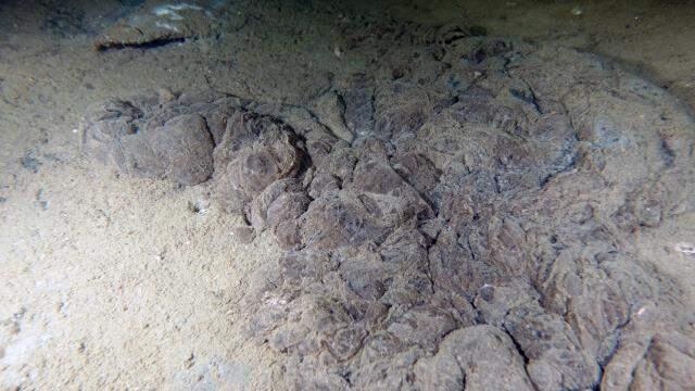 Müsilaj kabusu geri mi dönüyor? Kasım ayını işaret eden uzman isim uyardı: Marmara soğuyamıyor, tehlike kapıda