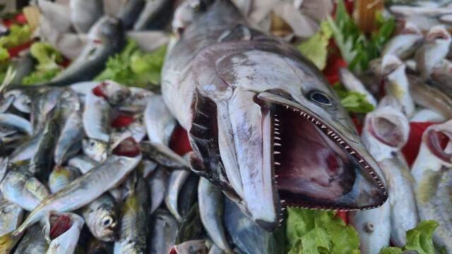 Karadeniz'de torik bereketi, tanesi 300 liraya satılıyor