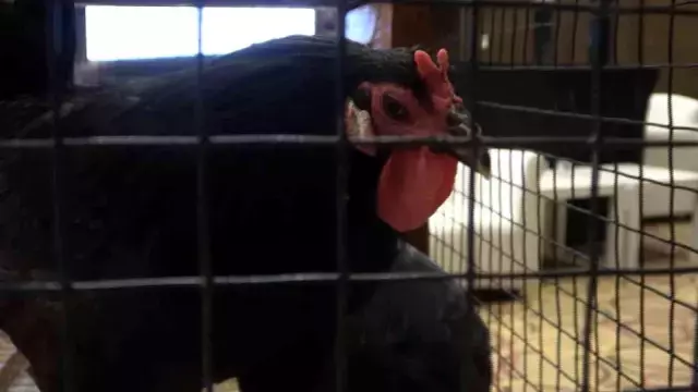 Yetiştirmesi 6 ay sürüyor, tanesi 3 bin 500 liradan alıcı buluyor