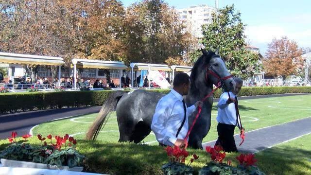 18 safkan arap tayı açık artırmada 8 milyon 390 bin liraya satıldı