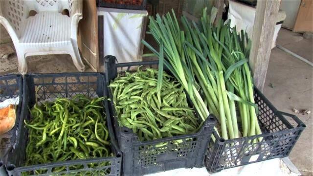 İstanbul'un göbeğinde, E-5'in yanında organik tarım!