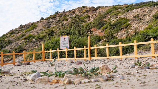 Çeşme'de kum zambakları koruma altına alındı