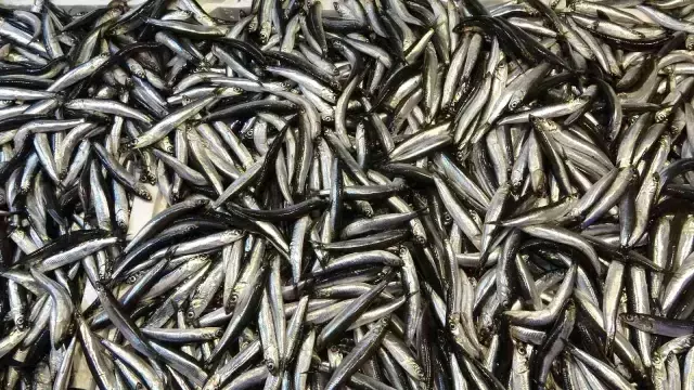 Balıkçılardan kilosu 10 TL'ye düşen hamsi için vatandaşa öneri: Şimdi tuzlama zamanı