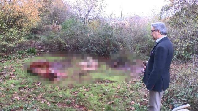 İstanbul'da ürküten görüntü! Ormanlık alanda kestikleri atların etlerini alıp götürdüler