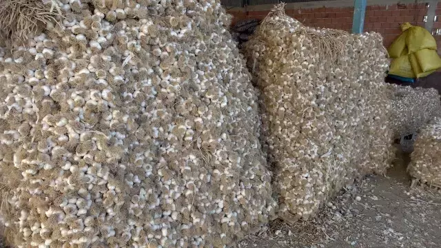 Pandemide gramla satılan Taşköprü sarımsağı, bu yıl depolarda kaldı