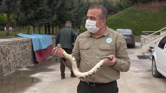 Sosyal medya'da paylaştığı piton yılanı başına dert oldu: 8 bin 692 lira ceza yedi