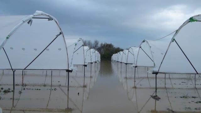 Yağmurla gelen sel, 55 dekar çilek serasını göle çevirdi