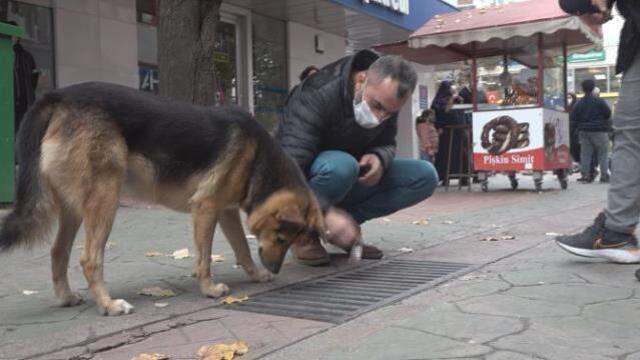 İzmit'te sürekli mazgalı izleyen köpekten sonra bu da Bakırköylü aşık kedi! Duraktan hiç ayrılmıyor