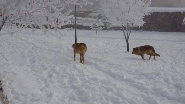 Dün gecenin en düşük sıcaklığı! Ardahan'da kilitler bile dondu, termometre eksi 25'i gördü