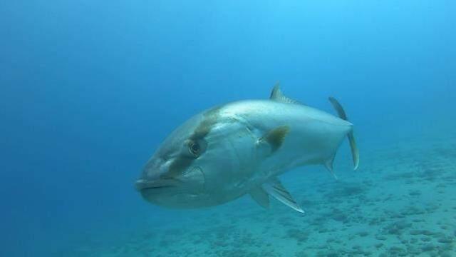 Denizin dibinde heyecanlandıran anlar! Balıkların yaptığı hareket Türk profesörü mest etti