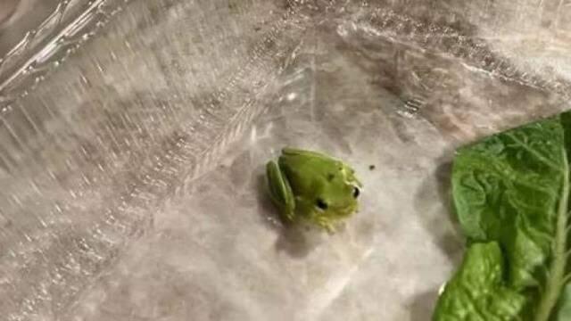 Salatayı ağzına götüreceği sırada göz göze geldiği hayvan nedeniyle büyük korku yaşadı