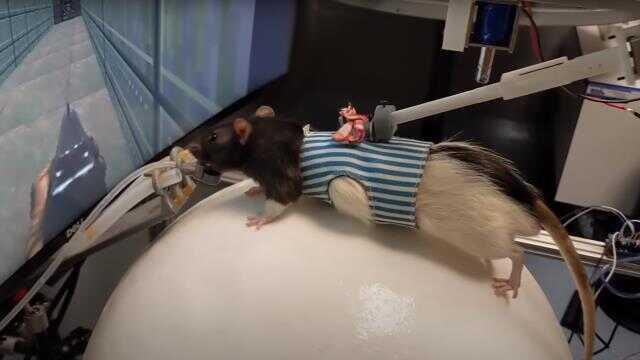 Çılgın bir bilim insanı, farelere bilgisayar oyunu oynamayı öğretti