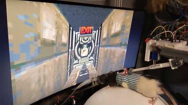 Çılgın bir bilim insanı, farelere bilgisayar oyunu oynamayı öğretti