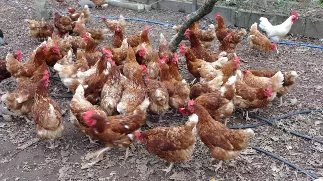 Fiyat farkı daraldı, köy yumurtasına talep arttı