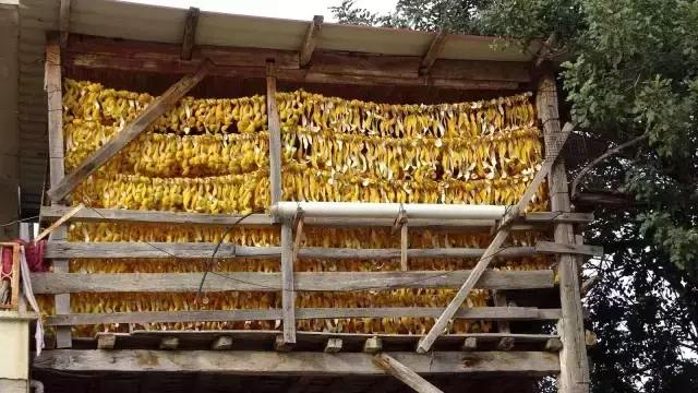 Limonun kabuğu kendinden değerli! Kilosunu 7 liradan satıyorlar