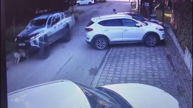 Köpeği ezip yoluna devam eden sürücünün yaptığı yanına kar kalmadı!