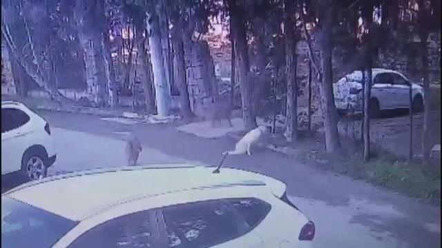 Köpeği ezip yoluna devam eden sürücünün yaptığı yanına kar kalmadı!