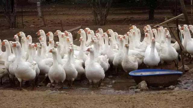 Hobi olarak başladığı işi ticarete dönüştürdü! Kazın başkenti Kars'a kaz satıyor