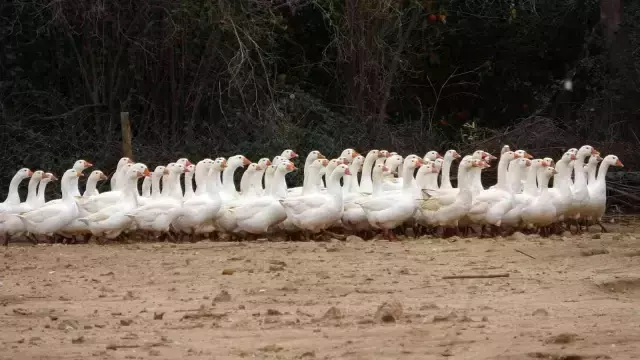 Hobi olarak başladığı işi ticarete dönüştürdü! Kazın başkenti Kars'a kaz satıyor