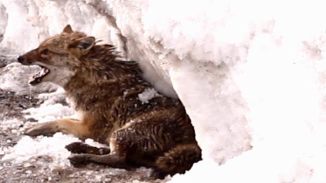 Kurt yine kendisine hayran bıraktı! Ağır yaralı olmasına rağmen bir türlü kafese girmedi