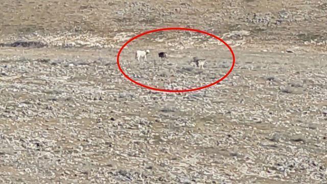 Köyde dağlık alandaki manzara görenleri hayrete düşürdü: Size koyunlarımızı nasıl teslim edeceğiz?