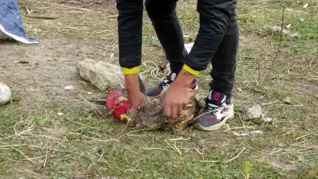 Sahibinin kesmeye kalktığı horoz 'Anne' diye bağırmaya başlayınca kesilmekten kurtuldu