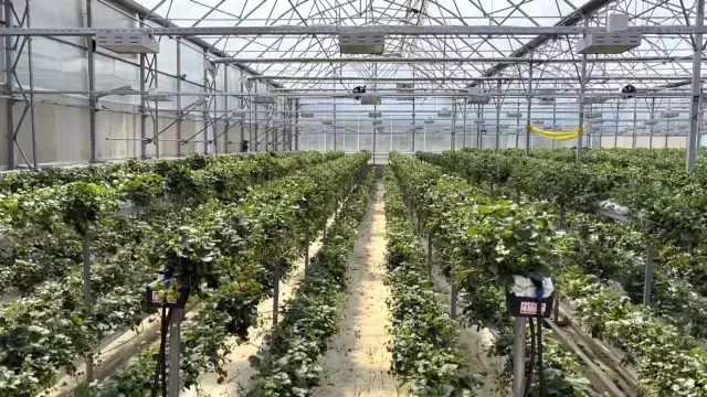 Sinop'ta 4 milyonluk yatırım! Topraksız çilek üretip dünyaya satıyorlar