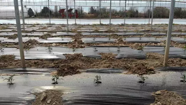 Üretimin geç başladığı seralarda hasada sayılı günler kaldı! Ucuz sebze için geri sayım