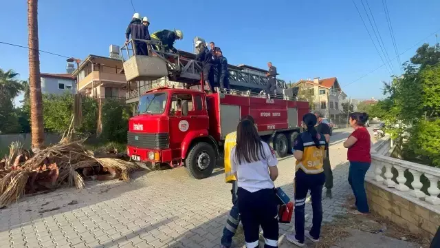 Budamak için çıktığı palmiye ağacında hayatını kaybetti, cesedi ağaçta asılı kaldı