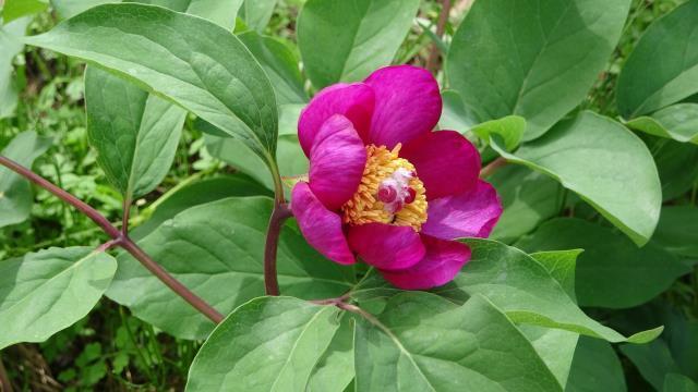 Elini atan iki defa düşünüyor! Bu çiçeği koparmanın cezası 110 bin lira