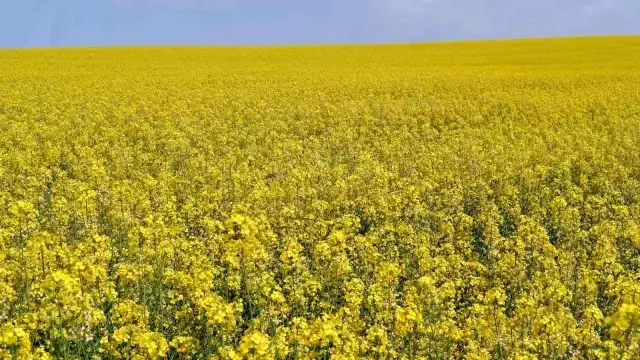 Ayçiçek yağına rakip olarak ön plana çıkan kanolada ekim alanı 9 kat arttı