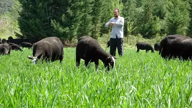 Yurt dışından getirdiği koyunlardan almak isteyenlere 6 ay sonrasına sıra verebiliyor