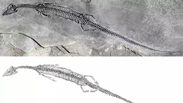 Çinli bilim insanları tarafından 244 milyon yıl önce yaşayan deniz sürüngeninin fosili bulundu