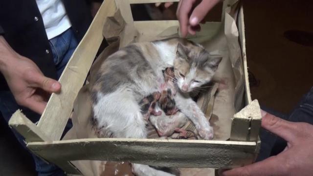 Bursa'da bir kedi okey masası yanında doğurdu
