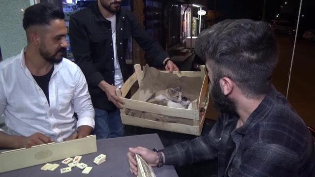 Bursa'da bir kedi okey masası yanında doğurdu