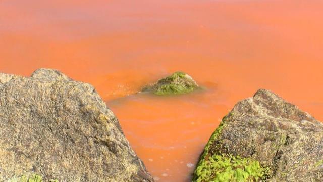 Karadeniz'de korkutan renk değişimi! Boya döküldü sandılar gerçek çok başka çıktı