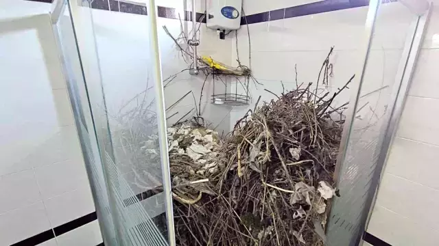 Sakarya'da şaşırtan olay: Kargalar evi bakın ne hale getirdi