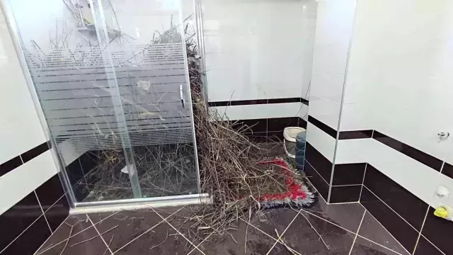 Sakarya'da şaşırtan olay: Kargalar evi bakın ne hale getirdi