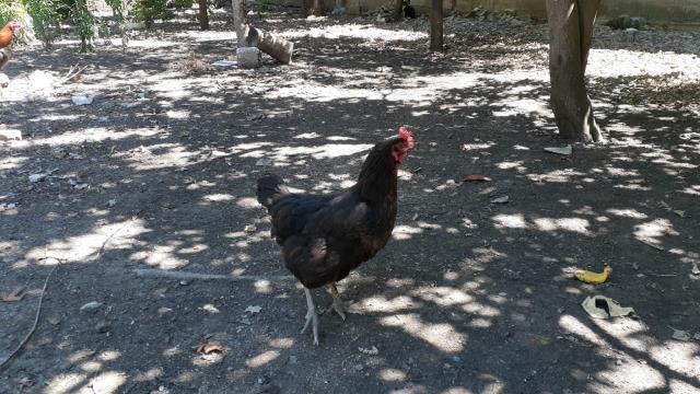 Kümeste tavuğun altındaki yumurtayı gören adam panikledi: Korkup oğlumu çağırdım