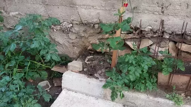 Karşılarında 2 metrelik yılanı görünce neye uğradıklarını şaşırdılar