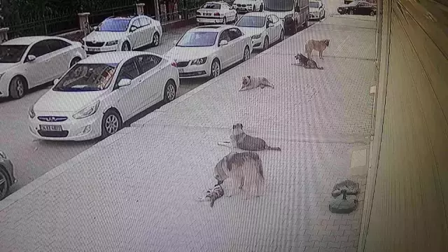 Başıboş köpekler, başına üşüştükleri kediyi dakikalar içerisinde parçaladı