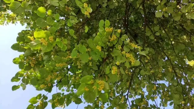 Kilosu yüzlerce lira! Her cadde ve parkta bulunan ıhlamur ağaçlarının yüzüne bakan yok