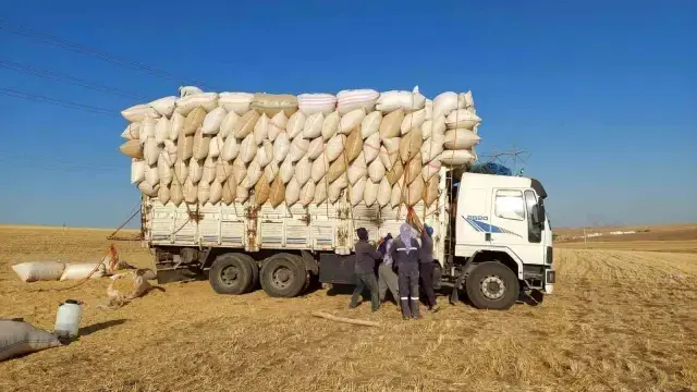 Ay ışığında çalışıyorlar, günlük 500 lira kazanıyorlar