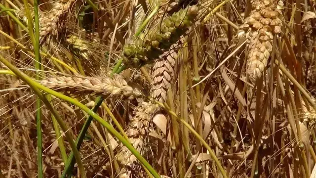 Bu buğday başka bir buğday