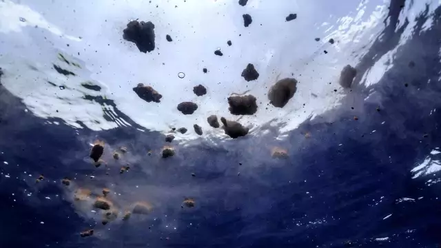 Balinalar Dünya'yı nasıl soğutuyor?